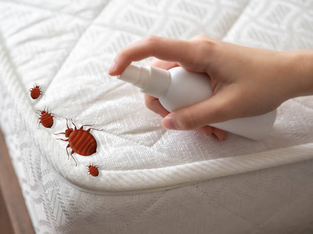 Best Bed Bug Extermination  in Scotia, NY